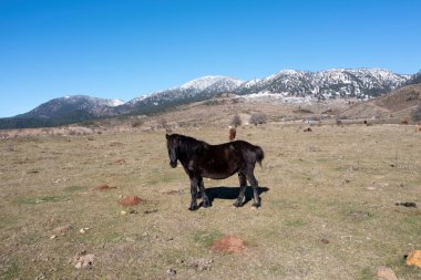 At sürüsü otluyor, Yunanistan, Epirus Doğa 'da dinleniyor. Kara vahşi hayvan kış günü kameraya bakıyor. Karlı dağ zirvesi arka planı.