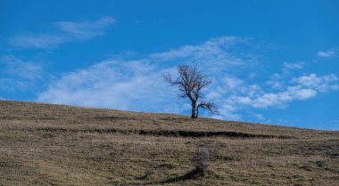 Epirus Yunanistan 'da kurak bir tarlanın ortasında yaprak dalına sahip yapayalnız kuru bir ağaç, kış güneşli bir gün, mavi gökyüzü arka planı. Kuraklık, kuru ot, boşluk.