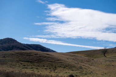 Epirus Yunanistan 'da kurak, kurak, yeşil ağaçlı orman, güneşli kış günü, mavi gökyüzü arka planı. Kuraklık, kuru ot, boşluk.