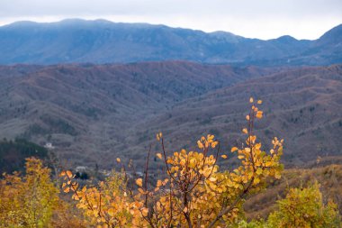 Yunanistan Pindos sisli dağ sırası. Bulanık dağ oluşumunun önündeki kuru sarı bitki, Pindus arka planının karlı zirvesi, doğada kış günü macerası.
