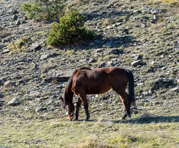 エピロスの自然 ギリシャの目的地で放牧するブラウン馬 野生の哺乳動物は冬の晴れた日に野生動物を飼育しています ロッキーな風景の背景 — ストック写真