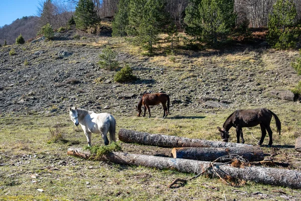 Three horse grazing at nature next to round cut wood log, Epirus Greece. Free wild mammal animal at field winter sunny day. Tree background.