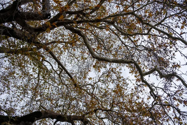 Platanus Orientalis Plane Tree Dia Inverno Floresta Epirus Grécia Sob — Fotografia de Stock