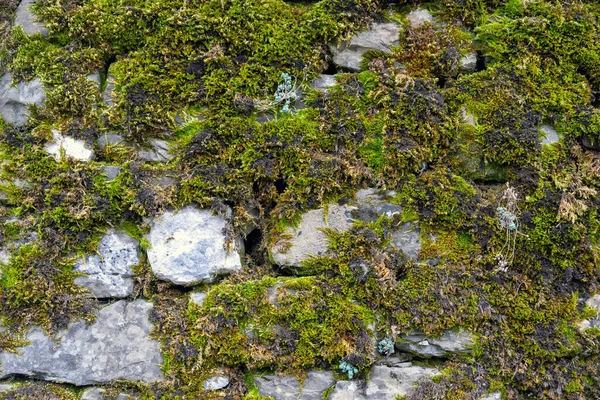 Steinmauer Steinboden Mit Kleiner Pflanze Und Grünem Mooshintergrund Leerstehende Rohbauten — Stockfoto
