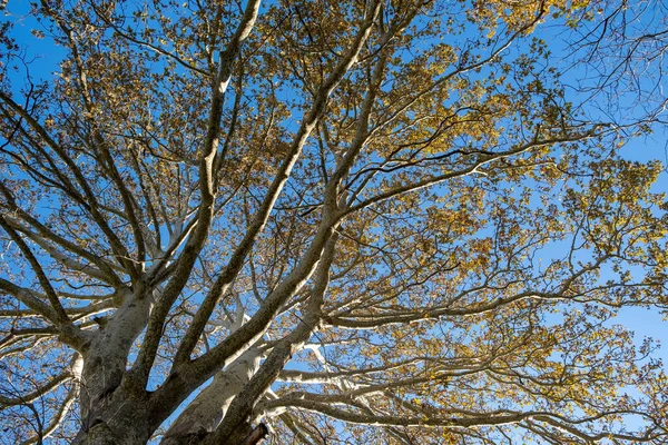 Plane Tree Platanus Orientalis Yunanistan Epirus Ormanı Nda Kış Günü — Stok fotoğraf