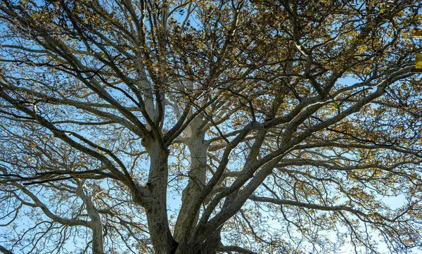 东方大草原 平面树 希腊伊庇鲁森林的冬日 在清澈的蓝天背景下 透过红杉大分枝 干枯的叶子 — 图库照片