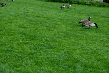 Yeşil çimlerde ağaçlarla otlayan kazlar.