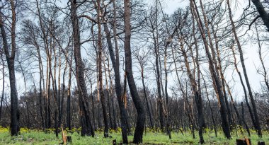 Dağlı bir ormanda yanan ağaçlar.
