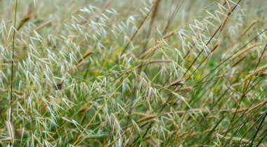 Rüzgarda örümcek ağı olan uzun otlar.