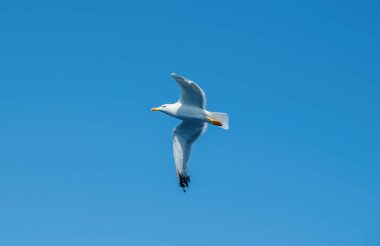 Seagull flying on clear blue sky