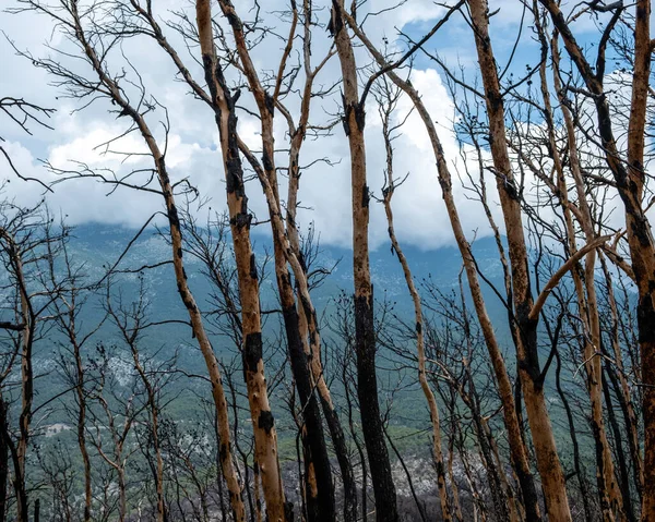 stock image Burned trees in a forest with mountain