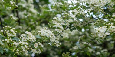 Yeşil sırtı olan ağaçtaki beyaz çiçekler