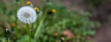 Karahindiba tohumu yakın plan, bulanık doğa arka plan, kopyalama alanı. ilkbahar