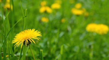 Karahindiba üzerinde bir arı yüzüyor