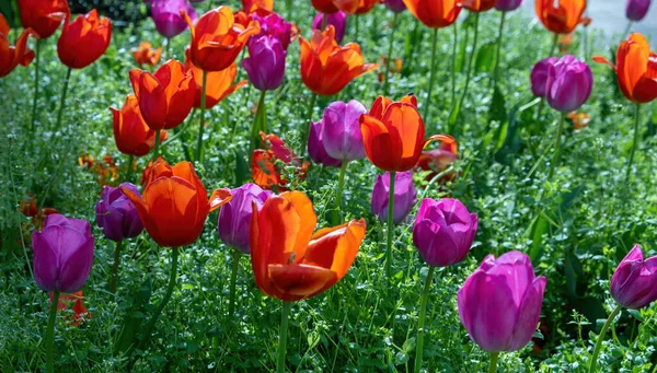 Tulips blooming in Springtime, garden bed of colorful tulips closeu
