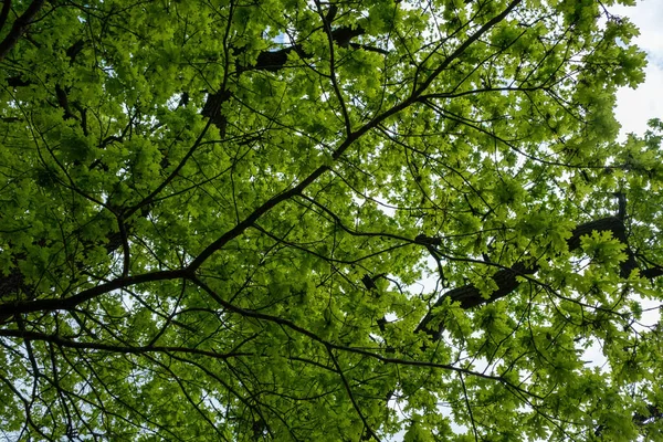 Árvore Verde Numa Floresta — Fotografia de Stock