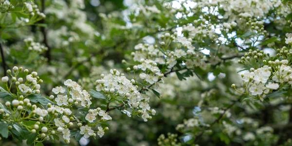 Weiße Blumen Auf Einem Baum Mit Grünem Hintergrund — Stockfoto