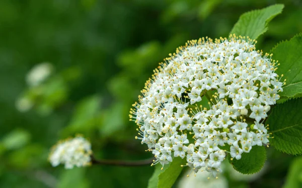 White Flower Cluster Green Backgroun — Stock Photo, Image