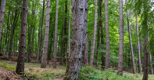 Kayın Ağacı Kahverengi Gövdesi Orman Toprağında Yeşillik Kuru Çimen Arka — Stok fotoğraf