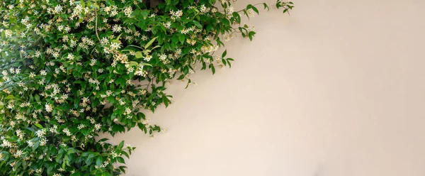 Pianta Gelsomino Bianco Fioritura Sfondo Muro Rosa Vuoto Jasminum Multiflorum — Foto Stock