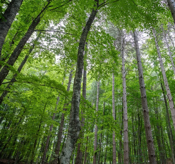 Orman Arka Planında Kayın Ağacı Yoğun Doğa Manzarası Köknar Çeşitliliği — Stok fotoğraf