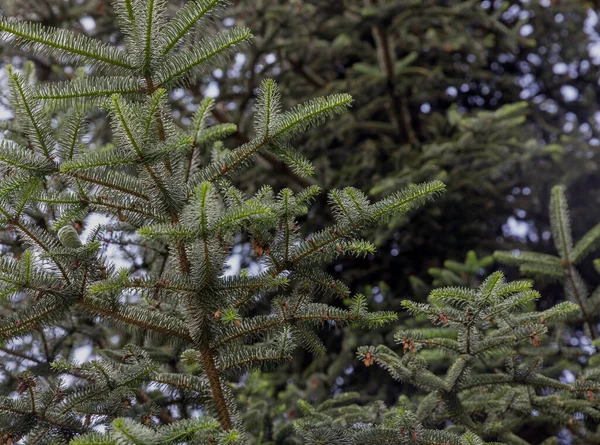 Fir tree with needle leaf, spruce evergreen coniferous plant branch, fresh wild flora, close up view. Blur nature background.