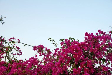 Mavi gökyüzü arkaplanının altında çiçek açan begonviller. Dikenli süslemeler taze ağaç, çalı, sarmaşık. Boşluğu kopyala