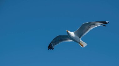 Sarı bacaklı martı, Larus Michahellis beyaz renkli açık mavi gökyüzü arka planında uçuyor. Açık kanatlı, güneşli bir günde vahşi, özgür deniz martıları....