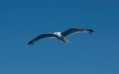 Sarı bacaklı martı, Larus Michahellis beyaz renkli açık mavi gökyüzü arka planında uçuyor. Açık kanatlı, güneşli bir günde vahşi, özgür deniz martıları....