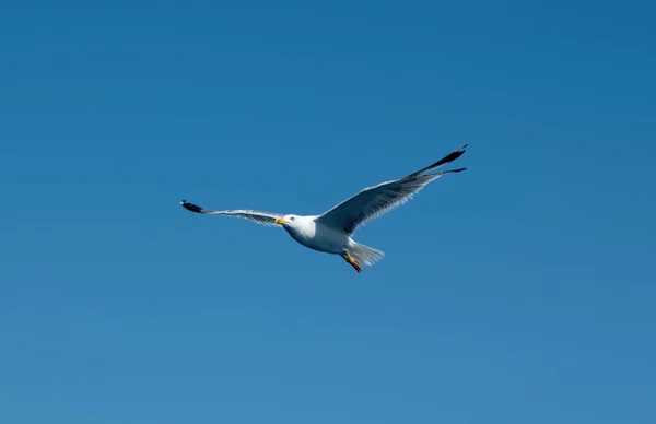 Yellow Legged Gull Larus Michahellis White Color Flying Clear Blue — Stock Photo, Image