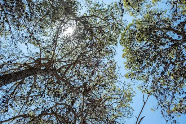 Kabuğu Iğnesi Kozalağı Olan Çam Ağacı Tepesi Kozalaklı Ağaç Dalından — Stok fotoğraf