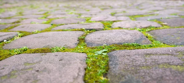 コブストーン グレー ロック フットパスのクローズアップビュー 空の石は緑の草の背景の質と床を舗装しました — ストック写真