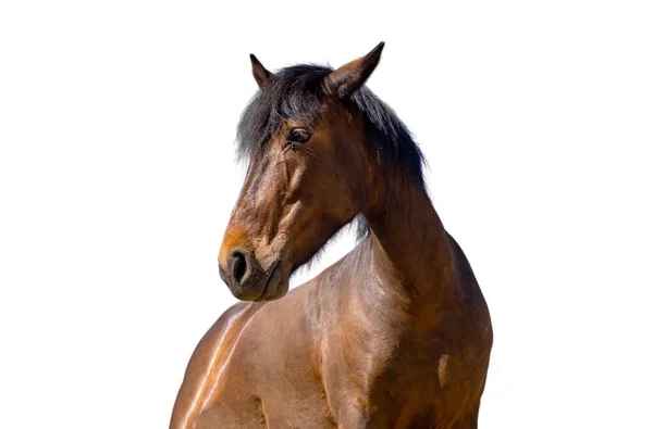 Bruin Paard Geïsoleerd Witte Achtergrond — Stockfoto