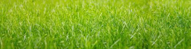 Yeşil çimen arka plan, doku. Taze bitki örtüsü, düşük bitki örtüsü, bereketli doğa, güneşli bir bahar günü. Görünümü kapat, afişi kapat, boşalt, boşluğu kopyala.
