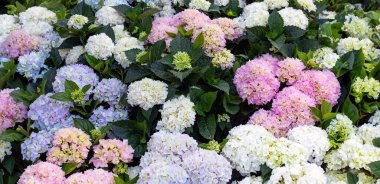 Ortanca hortensisi. Pastel rengi çiçek, çiçek açan mevsimlik çiçek, açık havada taze renkli bitki arkaplan dokusu.