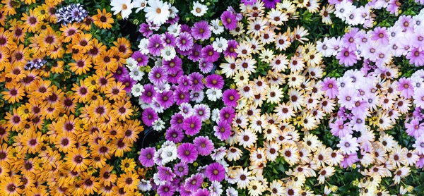 Daisy Kwiat Tło Tekstury Jasny Kolor Kwitnący Sezonowy Marguerite Zewnątrz — Zdjęcie stockowe