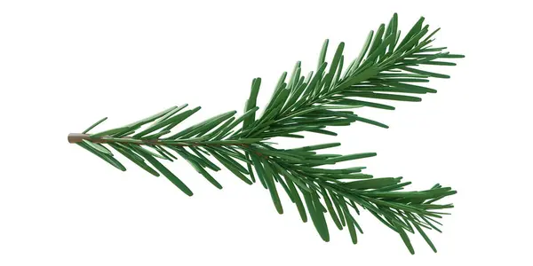 白い透明な背景 Pngで隔離されたクリスマスツリーの枝 ファインツリー スプルースツイッグクローズアップ — ストック写真