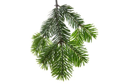 Beyaz şeffaf arka planda izole edilmiş Noel ağacı dalı, Xmas ladini, yeşil köknar çam dalı yakın plan