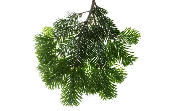 Weihnachtsbaumzweig Isoliert Auf Weißem Transparentem Hintergrund Xmas Fichte Grüne Tannenzweige — Stockfoto