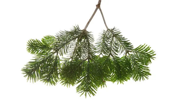 Kerst Boom Tak Geïsoleerd Witte Transparante Achtergrond Kerstboom Sparren Groene — Stockfoto