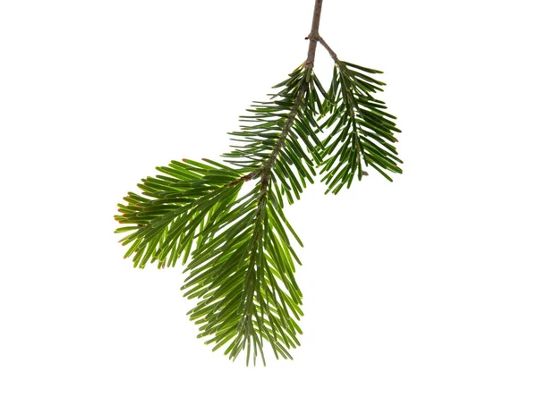 Weihnachtsbaumzweig Isoliert Auf Weißem Transparentem Hintergrund Xmas Fichte Grüne Tannenzweige — Stockfoto