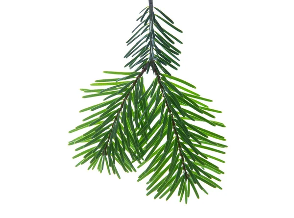 クリスマスツリーブランチは 白い透明な背景 Xmasスプルース グリーンファイターパインツイッグクローズアップで分離 — ストック写真