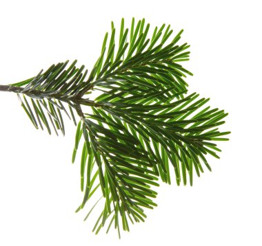 Beyaz şeffaf arka planda izole edilmiş Noel ağacı dalı, Xmas ladini, yeşil köknar çam dalı yakın plan