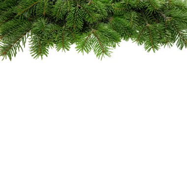 Noel ağacı sınırı beyaz şeffaf, Xmas ladini, yeşil köknar çam dalı üzerinde izole