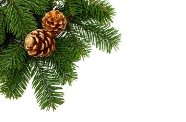 Noel ağacı dalları ve altın koniler beyaz şeffaf, Xmas ladini, yeşil çam dalı üzerinde izole
