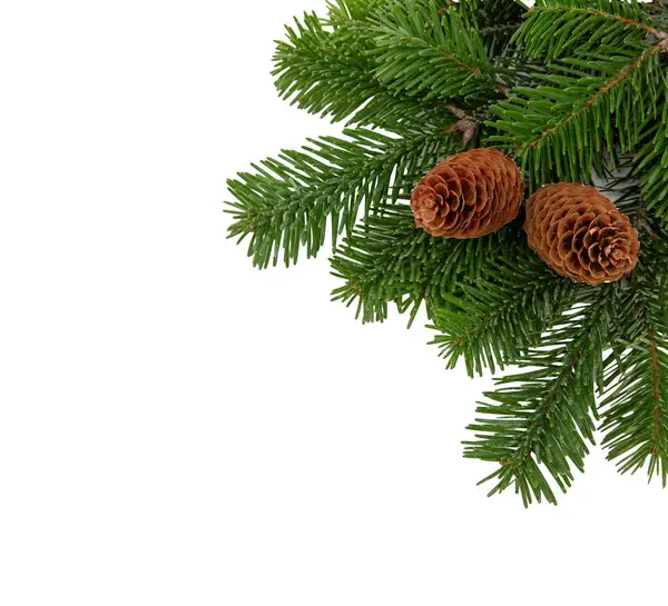 Christmas Tree Branch Cones Isolated White Transparent Xmas Spruce Green — Stock Photo, Image
