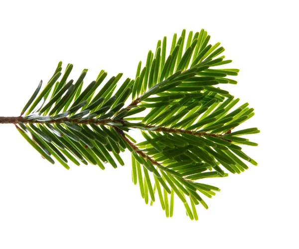 Christmas Tree Branch Isolated White Transparent Background Xmas Spruce Green Royalty Free Stock Photos
