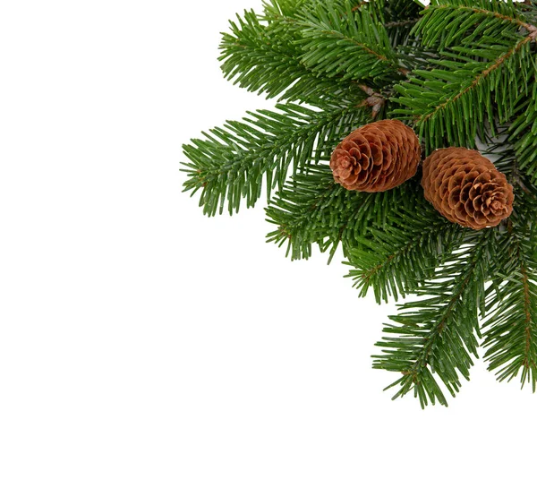 Kerst Boom Tak Kegels Geïsoleerd Wit Transparant Kerstboom Sparren Groene Stockfoto