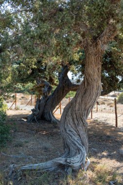 Sedir ağacı bükülmüş, Yunanistan Girit 'teki Elafonisi Adası' nda yaprak gibi iğne. Cedrus Evergreen kozalaklı taze yeşil bitki, güneşli bir gün. Dikey