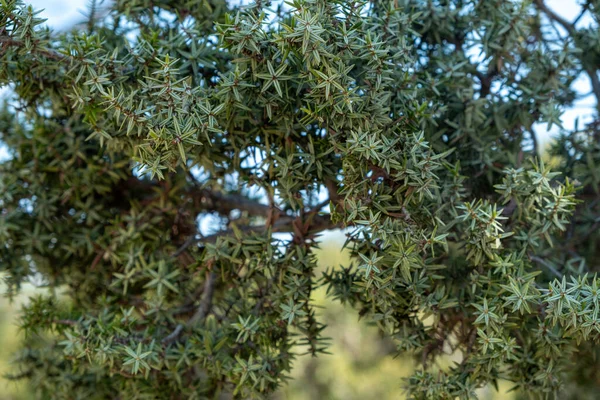 Cedar Tree Needle Leaf Background Cedrus Evergreen Coniferous Fresh Green — Stock Photo, Image
